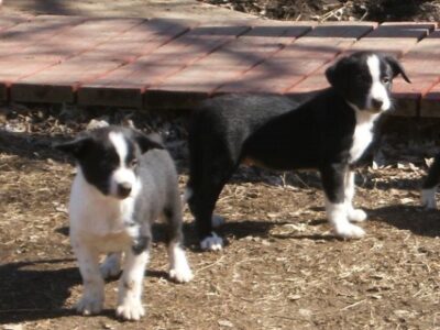 Biting Off More Than You Can Chew Image